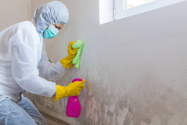 Best Environmental Consulting for Mold Prevention in USA